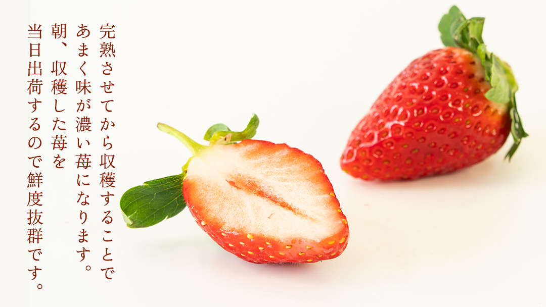 完熟 とちおとめ 2パック 先行予約 大粒 イチゴ 苺 いちご フルーツ 果物 [AF056ci]