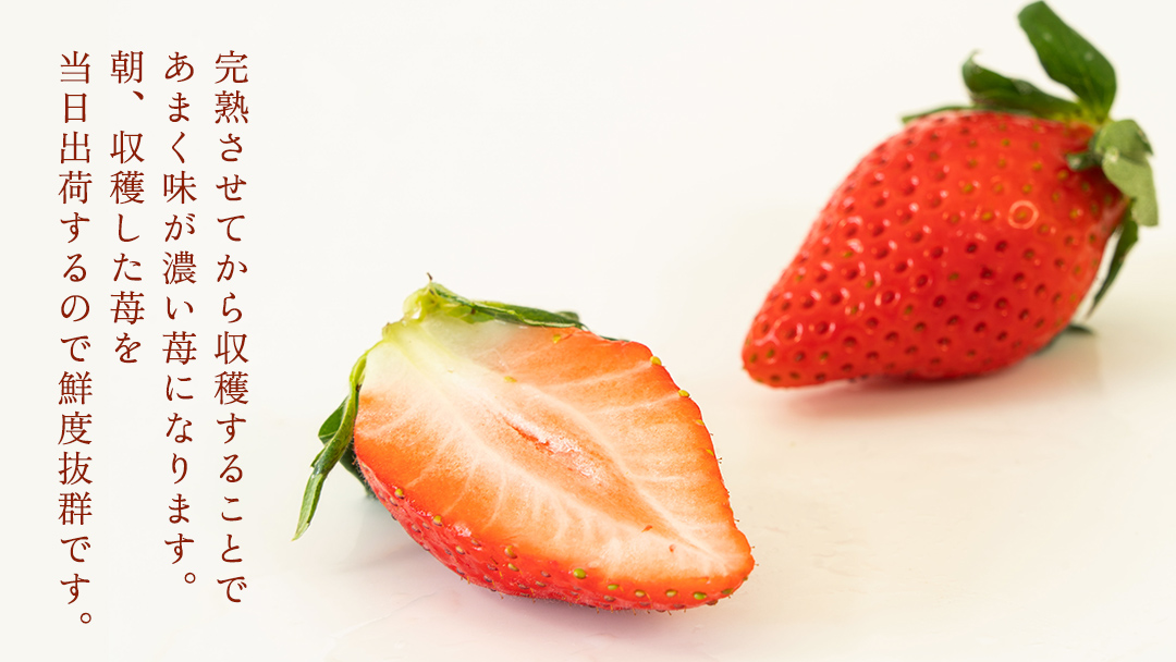 完熟 やよいひめ 2パック 先行予約 大粒 イチゴ 苺 いちご フルーツ 果物 [AF058ci]