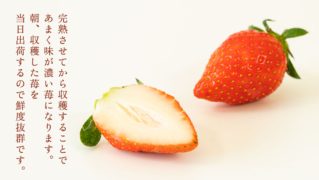完熟 かおり野 2パック 先行予約 大粒 イチゴ 苺 いちご フルーツ 果物 [AF061ci]