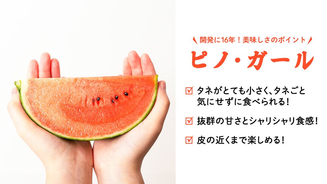 【 訳あり 】 こだますいか 「 ピノ・ガール 」 1玉 2026年産 先行予約 筑西ブランド こだまスイカ 小玉スイカ すいか スイカ フルーツ 果物 [AF080ci]