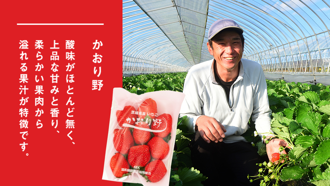 完熟 かおり野 ・ とちおとめ 食べ比べ 4パック 先行予約 大粒 イチゴ 苺 いちご フルーツ 果物 [AF088ci]