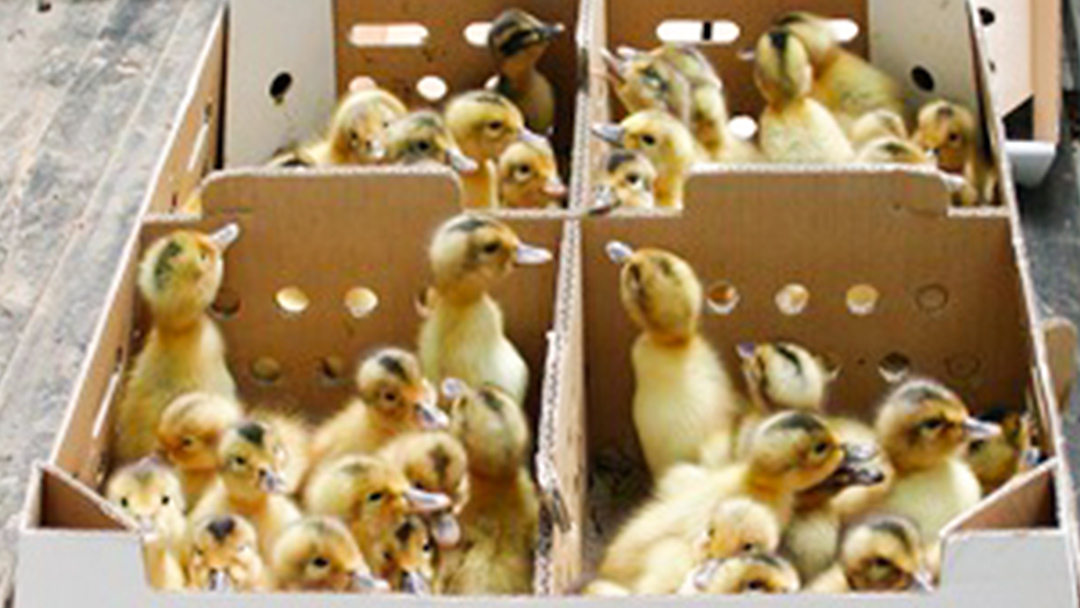 愛がも米 「 コシヒカリ 」 5kg ( 精米 ) 令和7年産 除草剤不使用 農薬不使用 化学肥料不使用 米 コメ こめ こしひかり[AI002ci]