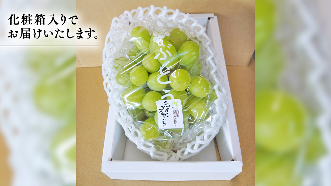 期間限定 ！ 筑西市産 シャインマスカット 1房 ぶどう ブドウ 葡萄 フルーツ 2026年産 [BW065ci]