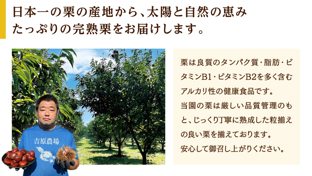 【 吉原農場 の 完熟栗 】 熟成 生栗 2kg 令和7年産 Lサイズ 完熟 栗 くり クリ 栗ごはん 贈答 ギフト 果物 フルーツ 数量限定 旬 秋 冬 正月 おせち [CX002ci]