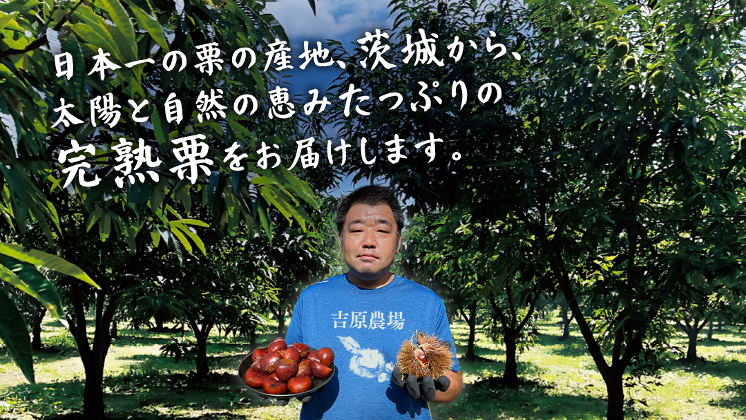 【 吉原農場 の 完熟栗 】 熟成 生むき栗 10袋 ( 120g × 10袋 ) 令和7年産 完熟 栗 くり クリ 栗ごはん 贈答 ギフト 果物 フルーツ 数量限定 旬 秋 冬 正月 おせち [CX018ci]