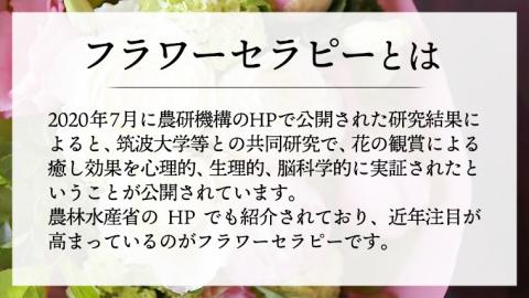 【 12ヶ月 定期便 】 癒し の フラワー セラピー ブーケ LLサイズ お花 花 はな リラックス リフレッシュ ストレス [CT119ci]