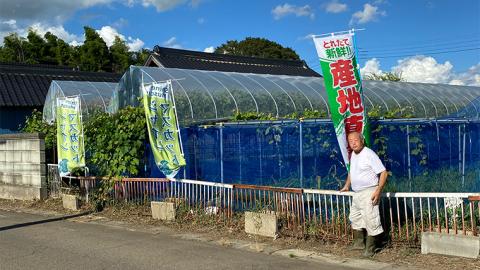 産地直送 ！ ピオーネ 1房 葡萄 ぶどう ブドウ 果物 フルーツ [DM003ci]