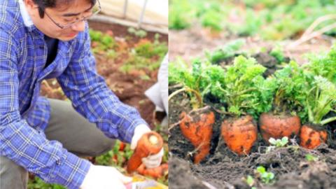 人参物語 まるごと 100％ にんじん ジュース 5本入り 野菜 ジュース [AN001ci]