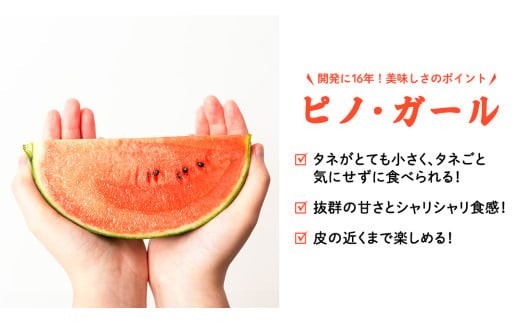 【 訳あり 】 こだますいか 「 ピノ・ガール 」 1玉 2026年産 先行予約 筑西ブランド こだまスイカ 小玉スイカ すいか スイカ フルーツ 果物 [AF080ci]