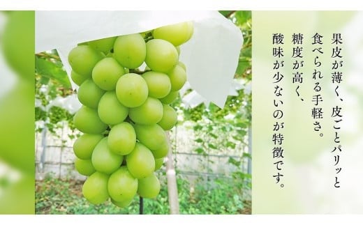 期間限定 ！ 筑西市産 シャインマスカット 2房 ぶどう ブドウ 葡萄 フルーツ 2026年産 [BW064ci]