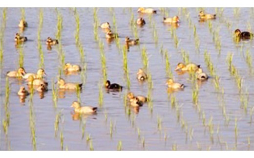 愛がも米 「 コシヒカリ 」 5kg ( 玄米 ) 米 コメ こめ こしひかり 令和7年産 除草剤不使用 農薬不使用 化学肥料不使用 [AI004ci]