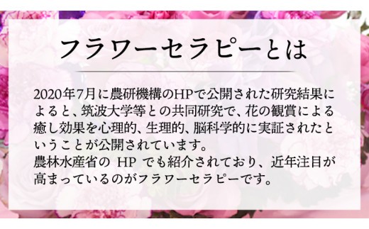【 6ヶ月 定期便 】 癒し の フラワー セラピー アレンジメント LLサイズ お花 花 はな アレンジ リラックス リフレッシュ ストレス [CT130ci]
