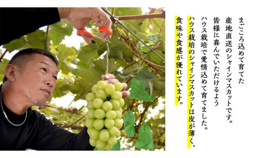 ハウス栽培 の シャインマスカット 1房 ( 約500g～600g ) 令和8年産 先行予約 化学肥料不使用 ぶどう ブドウ 葡萄 フルーツ [EK001ci]