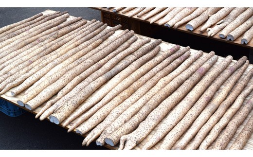 ASIAGAP認証農場 の 自然薯 2kg 茨城県 筑西市産 じねんじょ 山芋 芋 イモ いも とろろ 山菜 ASIAGAP [DD003ci]