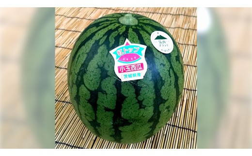 【 先行予約 】 希少品種 「 紅トップ 」 茨城県産 小玉 すいか 1玉入り 2Lサイズ スイカ [AG004ci]