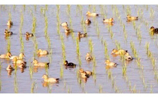 愛がも米 「 コシヒカリ 」 5kg ( 精米 ) 米 コメ こめ こしひかり 令和7年産 除草剤不使用 農薬不使用 化学肥料不使用 [AI002ci]