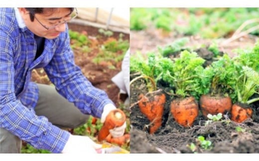 人参物語 まるごと 100％ にんじん ジュース 5本入り 野菜 ジュース [AN001ci]