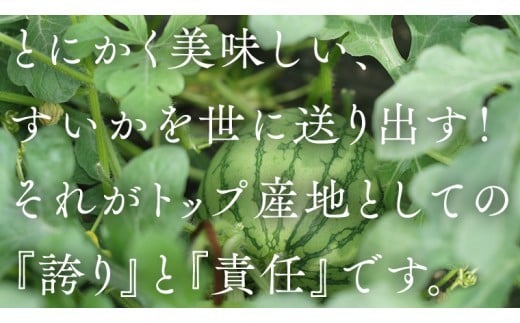 【 JA北つくば 】 極シャリ食感 ！ こだますいか 「 ピノ・ガール 」 1玉 2026年産 小玉すいか 小玉 すいか スイカ 果物 フルーツ ピノガール 西瓜 くだもの デザート 茨城 [AE058ci]