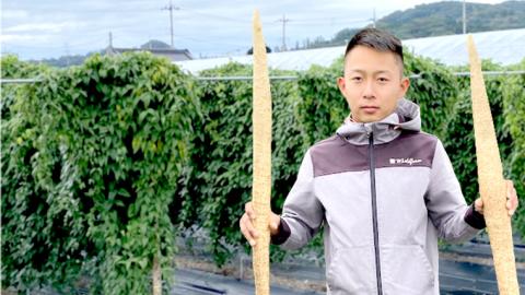 ASIAGAP認証農場 の 自然薯 2kg 茨城県 筑西市産 じねんじょ 山芋 芋 イモ いも とろろ 山菜 ASIAGAP [DD003ci]
