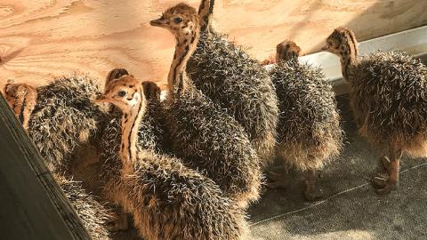 【数量限定】筑西産すりおろし梨果汁使用！筑西産ダチョウヒレ肉＆茨城産銘柄豚ローズポークの【ちくせいジンギスカン】[CF004ci]