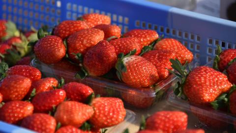 道の駅「グランテラス筑西」でいちご狩り体験！（2名様）【体験受付期間 ～2022年5月中旬】[BW007ci]