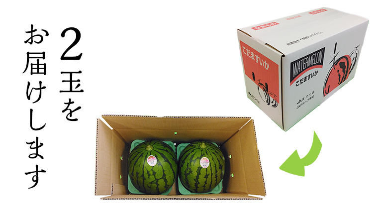 【 JA北つくば 】 極シャリ食感 ！ こだますいか 「 ピノ・ガール 」 2玉 2026年産 小玉すいか 小玉 すいか スイカ 果物 フルーツ ピノガール 西瓜 くだもの デザート 茨城 [AE018ci]