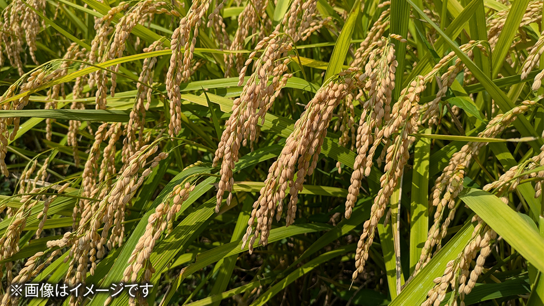 【 定期便 3ヶ月 】 JA北つくば 茨城県産 コシヒカリ 5kg 令和6年産 農協 JA 米 お米 白米 コメ こしひかり 茨城県 精米 新生活 応援 [AE047ci]