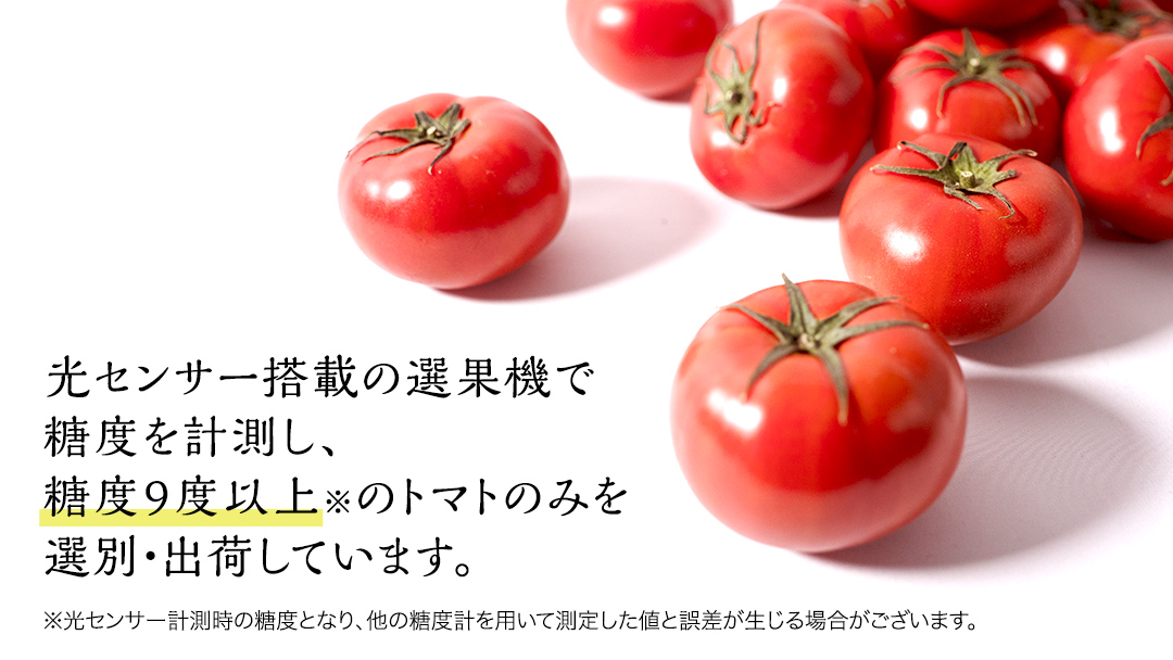 【 先行予約 】【 3ヶ月 定期便 】 てるて姫 中箱 約1.2kg × 2箱 【12～15玉/1箱】 2026年産 糖度9度 以上 野菜 フルーツトマト フルーツ トマト とまと [AF050ci]