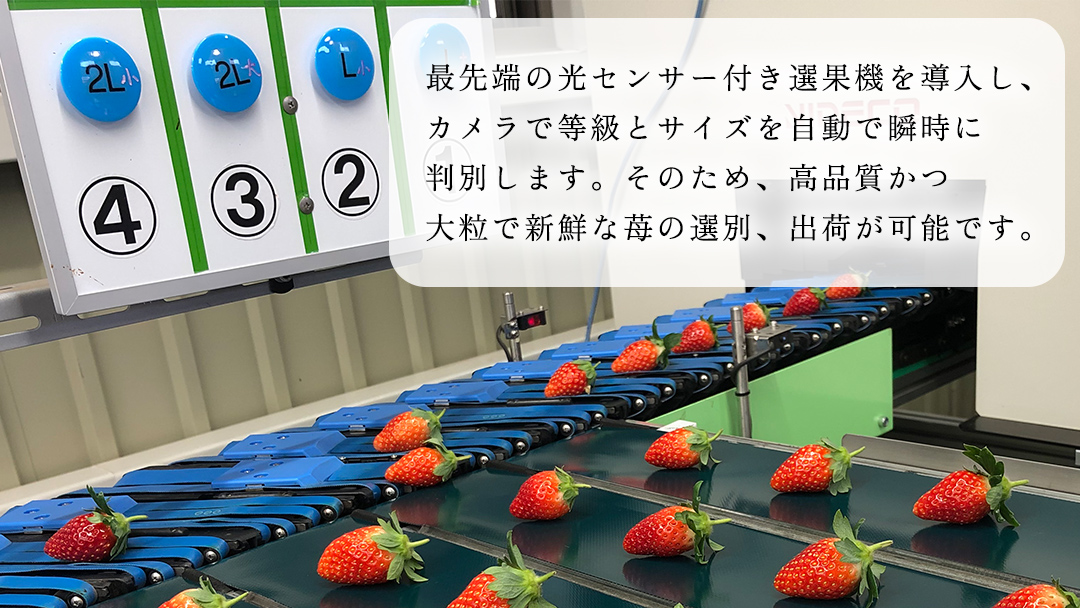 完熟 とちおとめ 4パック 先行予約 大粒 イチゴ 苺 いちご フルーツ 果物 [AF057ci]