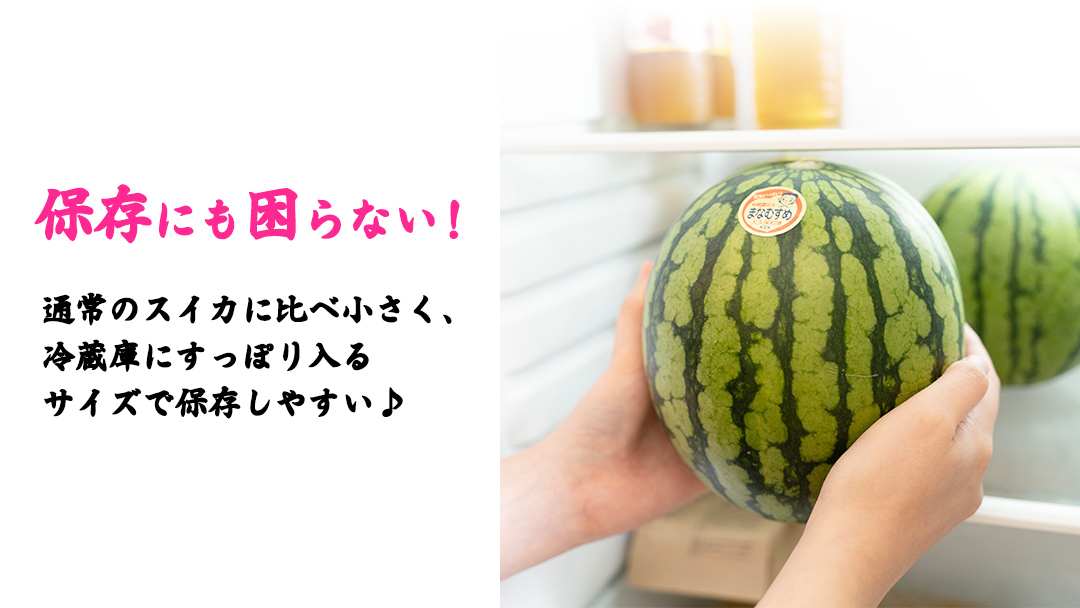 【 訳あり 】 こだますいか 「 愛娘 」 2玉 2026年産 先行予約 筑西ブランド こだまスイカ 小玉スイカ すいか スイカ フルーツ 果物 [AF084ci]