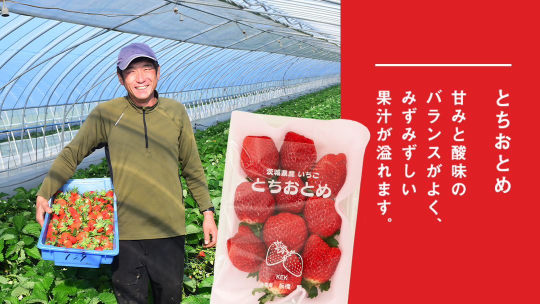 完熟 かおり野 ・ とちおとめ 食べ比べ 4パック 先行予約 大粒 イチゴ 苺 いちご フルーツ 果物 [AF088ci]