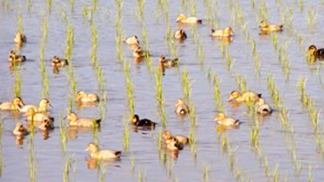 愛がも米 「 コシヒカリ 」 2kg ( 玄米 ) 令和7年産 除草剤不使用 農薬不使用 化学肥料不使用 米 コメ こめ こしひかり[AI003ci]