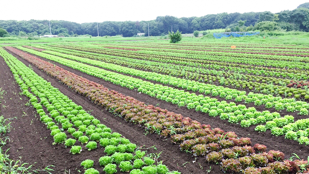 【 定期便 年4回お届け！】四季の 有機野菜 色とりどりセット 野菜 野菜セット 詰め合わせ 有機 無農薬 JAS認定 無化学肥料 おまかせ 野菜スティック レインボーフューチャー [AL001ci]