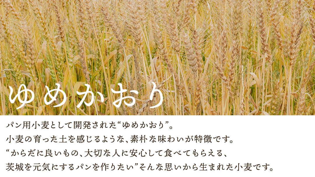 茨城県産 小麦の イギリスパン 2斤 2本 セット 食パン パン 小麦 冷凍 プレゼント ギフト [AU006ci]