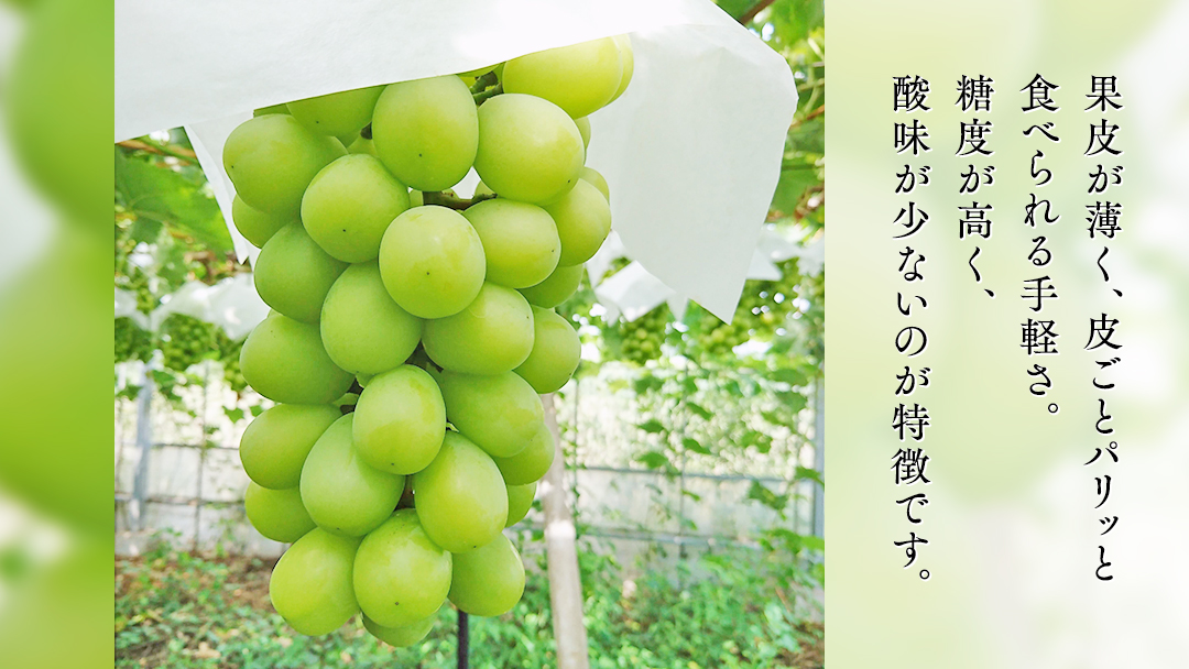 期間限定 ！ 筑西市産 シャインマスカット 2房 ぶどう ブドウ 葡萄 フルーツ 2026年産 [BW064ci]
