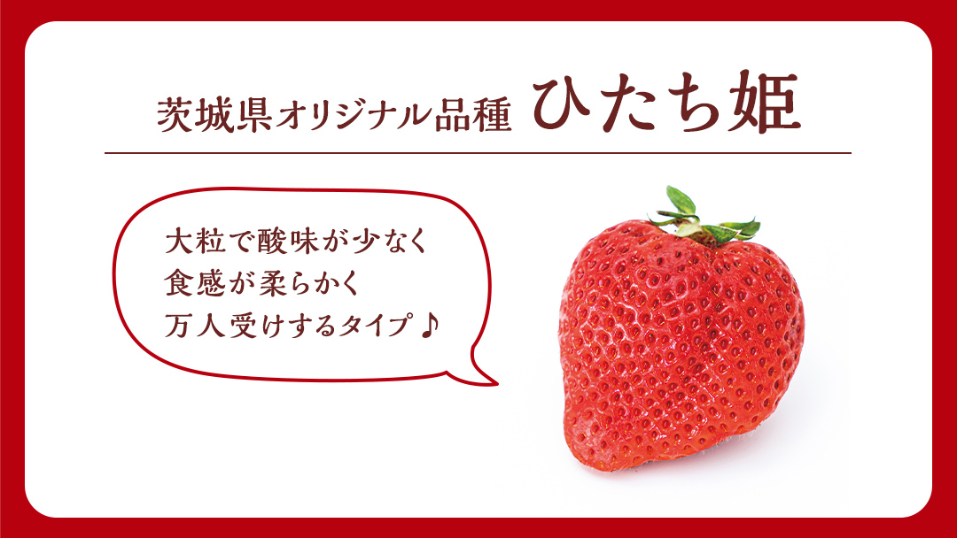 【 茨城いちごグランプリ 受賞 農園 】 完熟 ひたち姫 4パック 茨城県オリジナル品種 イチゴ 苺 フルーツ 果物 果実 [DY004ci]