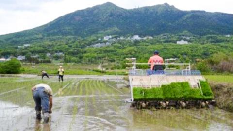 精米 百笑米 「 天の恵 」 有機栽培 ミルキークイーン 5kg R7年産 米 コメ 茨城県 単一米 [AC013ci]