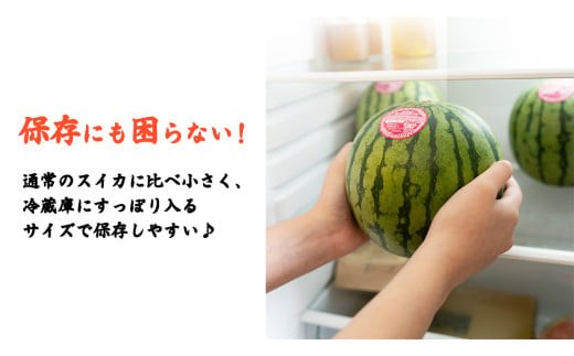 【 訳あり 】 こだますいか 「 ピノ・ガール 」 2玉 2026年産 先行予約 筑西ブランド こだまスイカ 小玉スイカ すいか スイカ フルーツ 果物 [AF081ci]