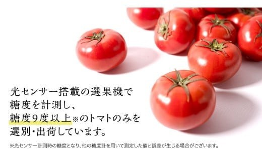 スーパーフルーツトマト 大箱 約2.6kg × 2箱 【大玉 20～35玉/1箱】 2026年産 糖度9度 以上 トマト とまと フルーツトマト フルーツ 野菜 やさい 高糖度 [AF034ci]