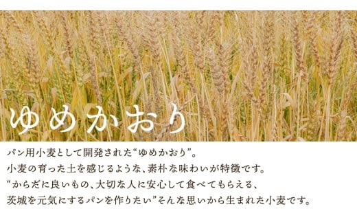 【 6ヶ月 定期便 】茨城県産 小麦の レーズンパン 2斤 2本 セット 食パン パン 小麦 冷凍 レーズン プレゼント ギフト [AU021ci]