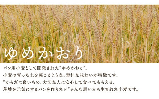 【 3ヶ月 定期便 】茨城県産 小麦の イギリスパン 2斤 2本 セット 食パン パン 小麦 冷凍 プレゼント ギフト [AU018ci]