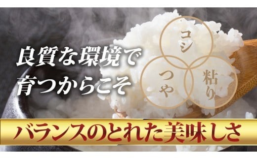 【 定期便 3ヶ月 】 茨城県 筑西市産 コシヒカリ 10kg ( 5kg × 2袋 ) 令和7年産 新米 三ツ星 マイスター 米 コメ こしひかり 定期便3回 30kg 茨城県 単一米 精米 新生活 応援 [CH008ci] コシヒカリ 定期便3ヶ月 10kg