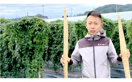 ASIAGAP認証農場 の 自然薯 2kg 茨城県 筑西市産 じねんじょ 山芋 芋 イモ いも とろろ 山菜 ASIAGAP [DD003ci]