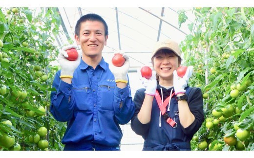 超大玉 フルーツトマト 大箱 約2.8kg × 1箱 【14～18玉/1箱】 2026年産 糖度7度 以上 野菜 フルーツ トマト とまと [AF008ci]