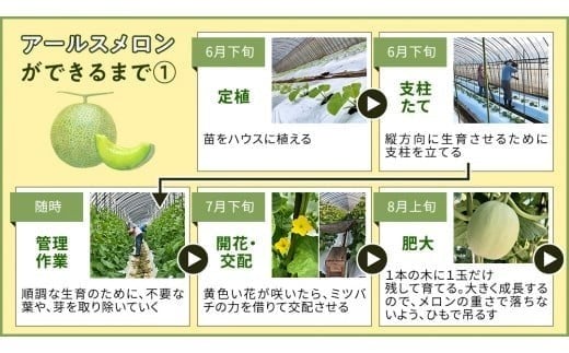 完熟 アールスメロン 3玉 2026年産 先行予約 メロン マスクメロン 青肉 果物 フルーツ 茨城県産 期間限定 数量限定 [AF004ci]
