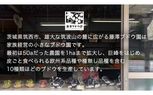 【 藤澤ブドウ園 】 自慢 の 巨峰 約2kg 2026年産 先行予約 ぶどう 葡萄[AH002ci]
