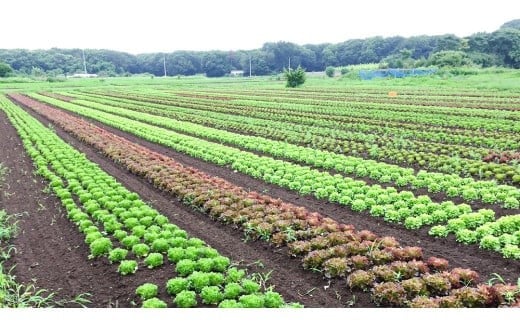 【 定期便 年4回お届け！】四季の 有機野菜 色とりどりセット  野菜 野菜セット 詰め合わせ 有機 無農薬 JAS認定 無化学肥料 おまかせ 野菜スティック レインボーフューチャー [AL001ci]
