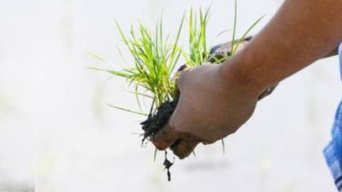 玄米 百笑米 「 天の恵 」 有機栽培 ミルキークイーン 10kg R7年産 米 コメ 茨城県 単一米 [AC015ci]