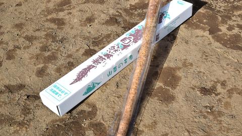 ASIAGAP認証農場 の 自然薯 1kg 茨城県 筑西市産 じねんじょ 山芋 芋 イモ いも とろろ 山菜 ASIAGAP [DD001ci]