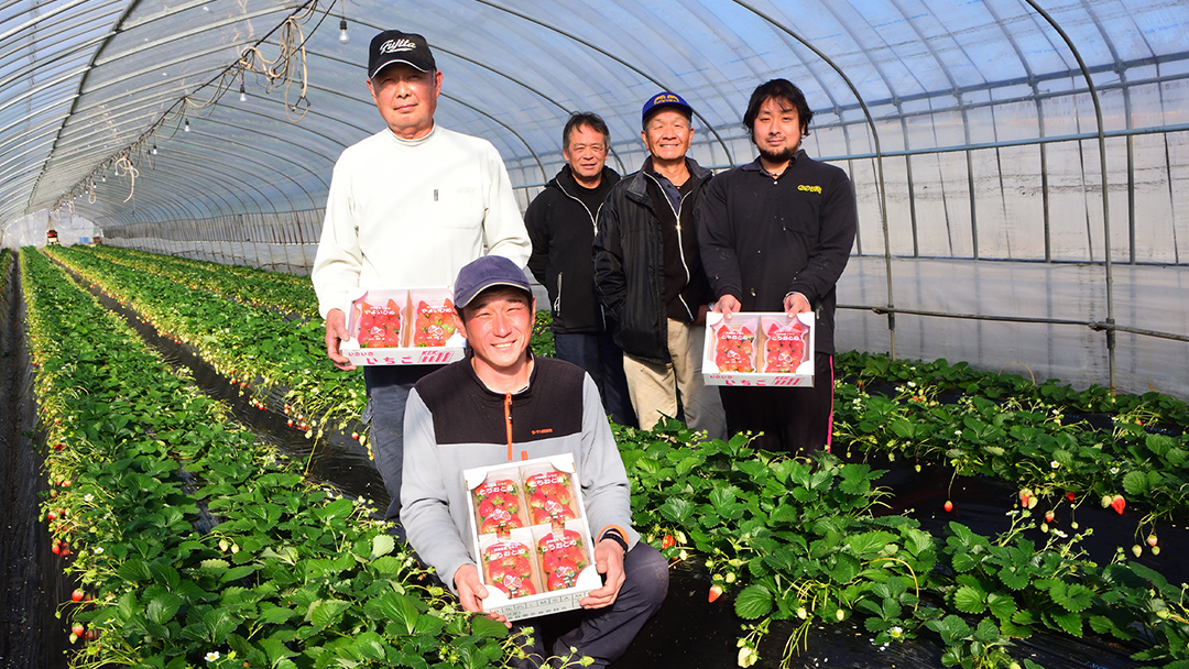 完熟 やよいひめ 4パック 先行予約 大粒 イチゴ 苺 いちご フルーツ 果物 [AF059ci]